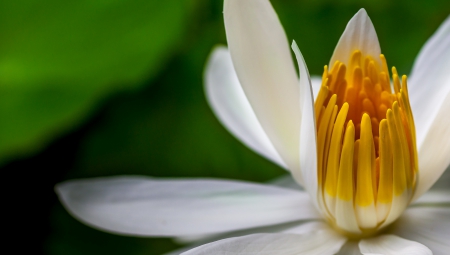 *** Flower *** - flowers, white, flower, nature