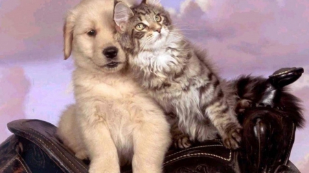 Pet love - animal, kitten, pet, cat, puppy, love, dog