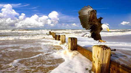 Proud - birds, bald eagles, sea, ocean, eagles, sky