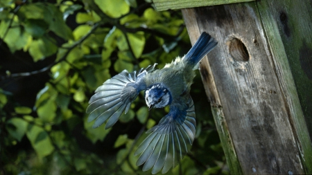 Bluejay - bluejay, birds, animals, wildlife