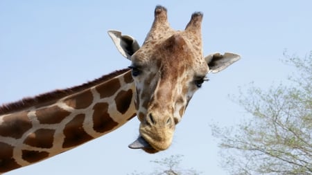 HaHaHa...Phbbbt - wildlife, animals, humor, funny, giraffe