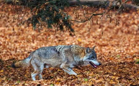 Wolf Hunting - nature, predator, wilderness, wildlife, wolves