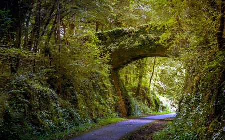 Bridge in a Forest - nature, bridge, forest, road