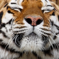 Meditating Tiger