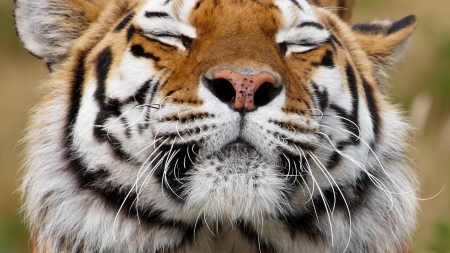 Meditating Tiger - siberian tiger, sleepy tiger, Meditating Tiger, bengal tiger, tiger