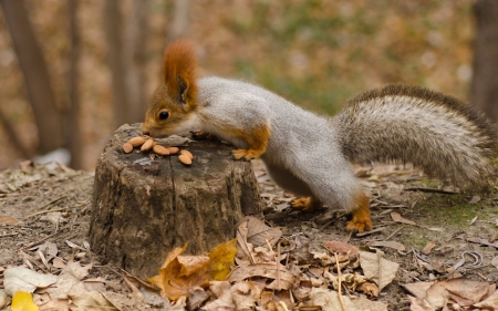 Squirrel - animal, nuts, autumn, cute, squirrel, leaves