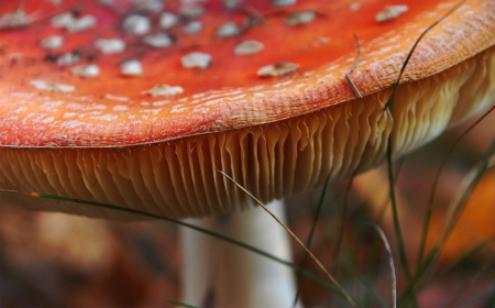 Mushroom - nature, white dots, mushroom, red, macro, orange