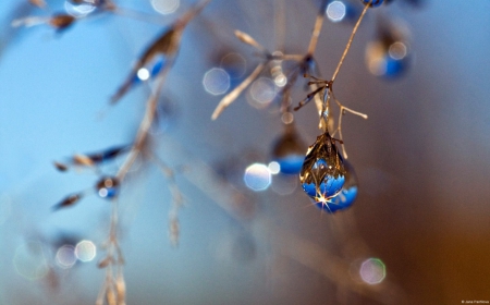 Tears of nature - nature, tears, macro, branch, blue, jana panfilova