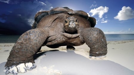 Lookout, Here I Come - wildlife, sea turtles, animals, turtles, sea, reptiles