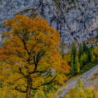 gorgeous autumn tree in the austrian alps hdr