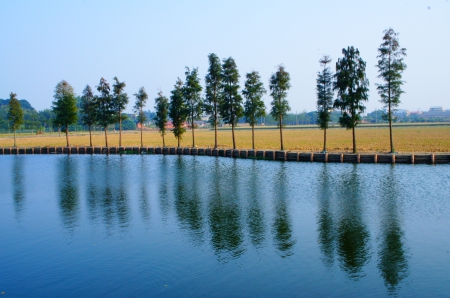 Reflection in the water - lake, field, tree, sky