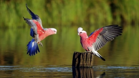 Colorful Birds - colorful, parrots, birds, animals, wildlife