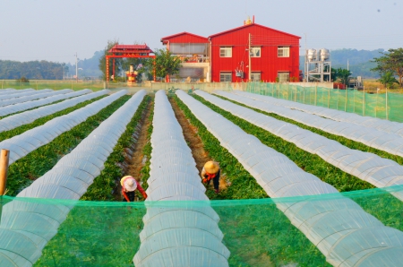 Countryside Of Taiwan - house, countryside, vegetable, fields