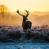 *** Deer in winter morning ***