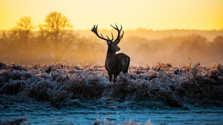 *** Deer in winter morning *** - animal, deer, animals, deers