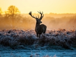 *** Deer in winter morning ***