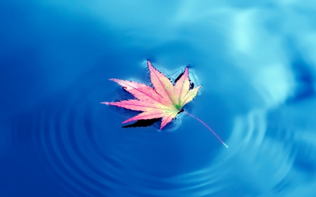 *** Beautiful...*** - water, nature, blue, leave