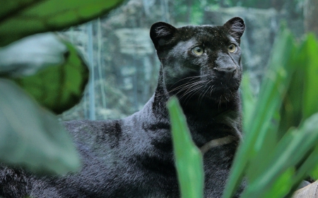 Waiting to Attack The Enemy - silk, prey, gorgeous, black