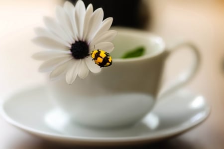 *** Lovely...*** - white, flower, ladybug, coffee