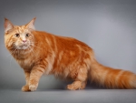 *** Cat -  Maine coon ***