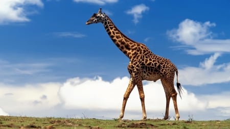 Loner - nature, giraffes, animals, wildlife