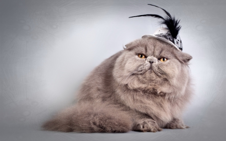 *** Cat in Hat *** - cats, animal, animals, hat, cat