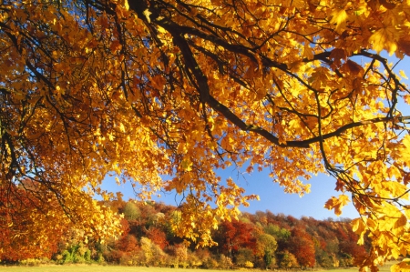 Autumn Through The Leaves - branches, fall, autumn, trees, forest, field