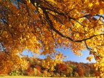 Autumn Through The Leaves