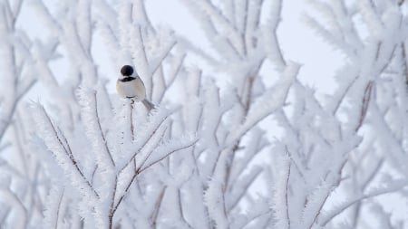 *** Winter bird *** - animals, winter, animal, bird, birds