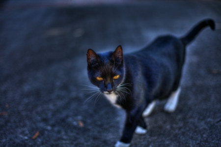 Cat! - animal, black, cat, photography