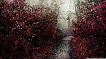 forest path - nature, fun, trees, forest, bridge