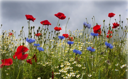 *** Wild flowers *** - blossoms, flower, meadow, cornflowers, flowers, poppies, field, daisies, nature, colors