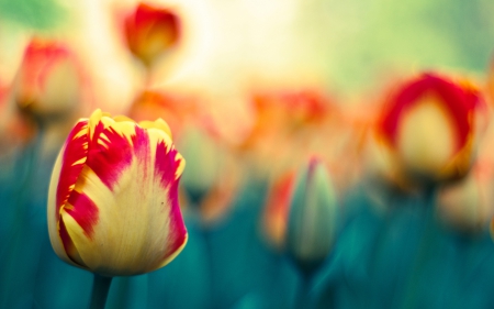 *** Tulips *** - garden, flower, tulips, flowers, nature, colorful, grass