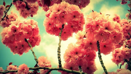 *** Sprig of flowering trees *** - flower, flowers, flowering, trees, nature