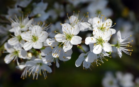 *** Sprig of flowering trees *** - flowers, trees, sprig, nature, flower, flowering