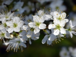 *** Sprig of flowering trees ***