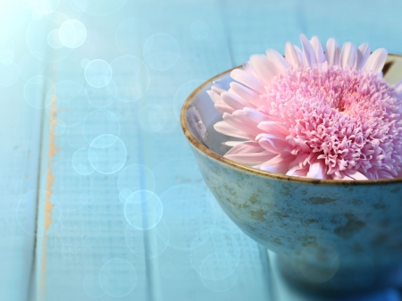 Soft Pink - nature, flower, bowl, soft