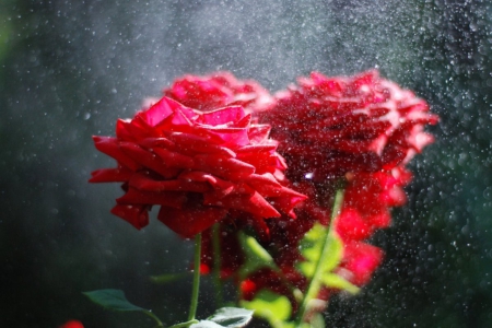 Raindrops are like fairy whispers - nature, roses, raindrops, red