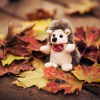 Autumn Friend