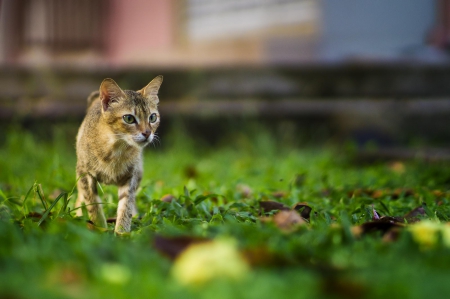 Cat - pretty, cat face, sleepy, paws, kitten, cats, face, sleeping, hat, beautiful, beauty, lovely, sweet, cat, cute, animals, kitty