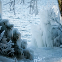 icicles on trees at a lake shore in winter