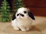 A bunny for Christmas!â™¥