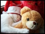 Christmas sleeping kitten