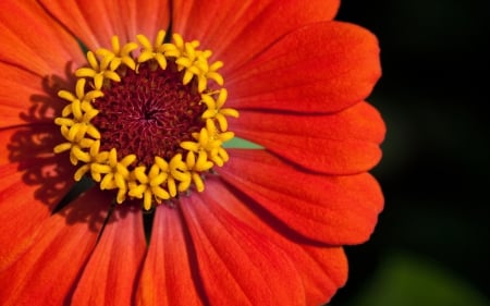 Autumn Flower - red, flower, fall, orange, yellow, autumn