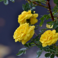 Yellow roses