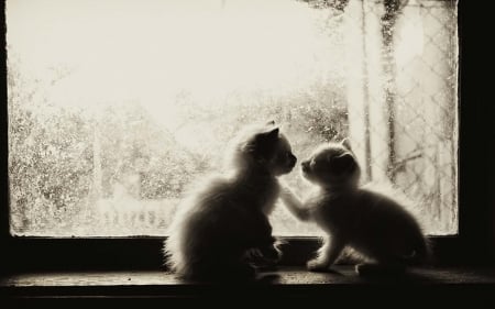 Tenderness - animal, winter, cute, black, cat, window, white, tenderness, kitten