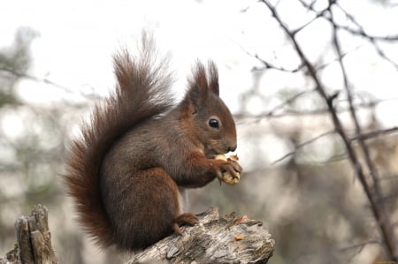 Squirrel - tail, animal, squirrel, nut