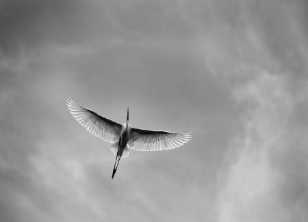 The Flight - flying, sky, peaceful, stork, photography, black and white, gray, bird