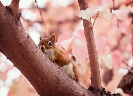 I'm watching for you .... - nature, squirrel, pink, branch, animals, tree, cute