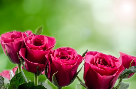 Pink Roses! - flowers, roses, pink, nature